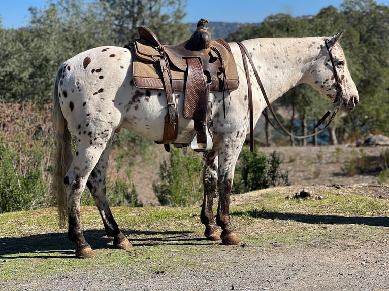 Quarter horse américain Hongre 9 Ans 150 cm Blanc in Lincoln CA