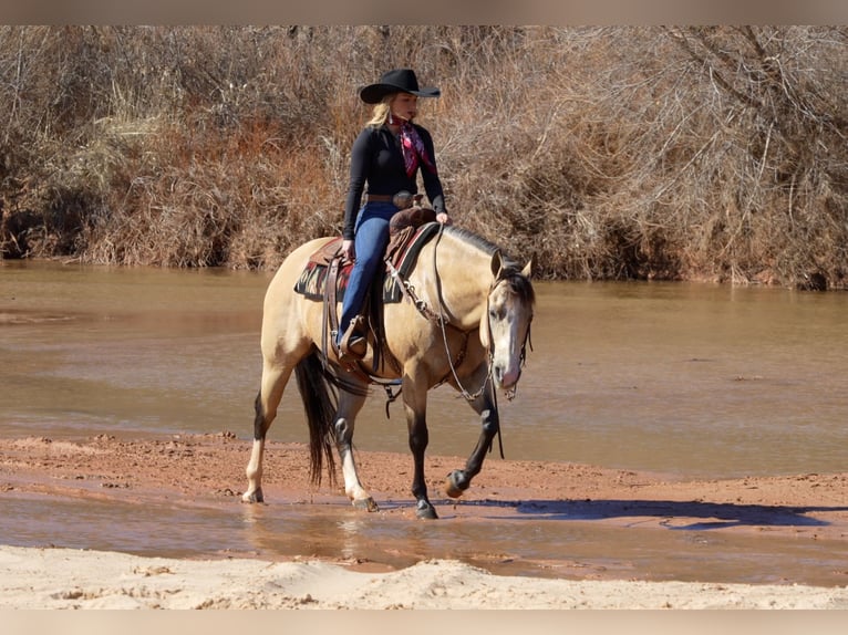 Quarter horse américain Hongre 9 Ans 150 cm Buckskin in Amarillo, TX