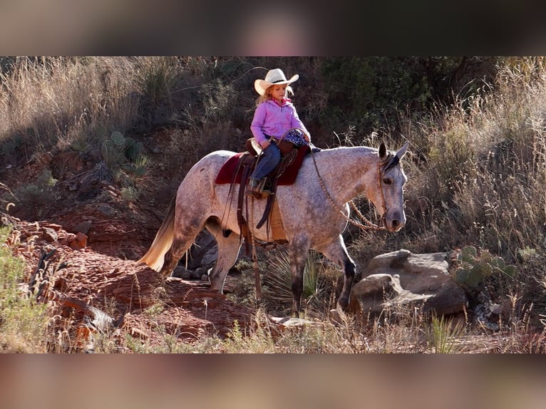Quarter horse américain Hongre 9 Ans 150 cm Gris pommelé in Canyon TX
