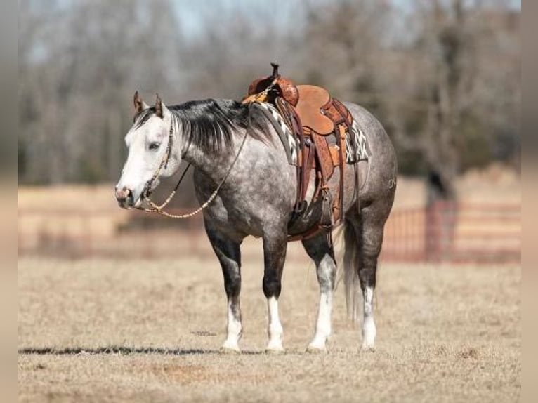 Quarter horse américain Hongre 9 Ans 150 cm Gris pommelé in Mt Hope AL