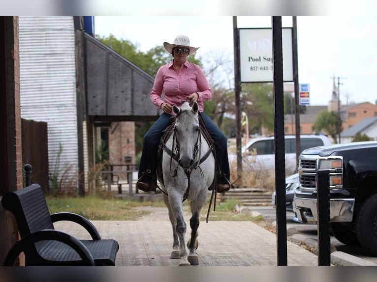 Quarter horse américain Hongre 9 Ans 150 cm Gris in Joshua, TX