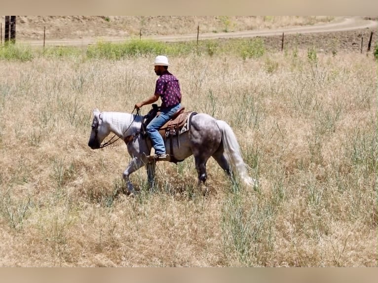 Quarter horse américain Hongre 9 Ans 150 cm Gris in Tres Pinos