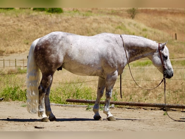 Quarter horse américain Hongre 9 Ans 150 cm Gris in Tres Pinos