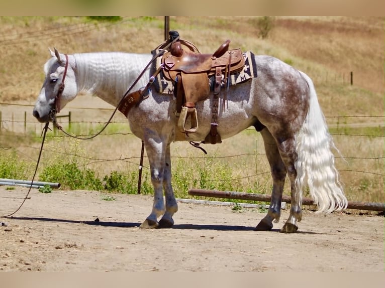 Quarter horse américain Hongre 9 Ans 150 cm Gris in Tres Pinos