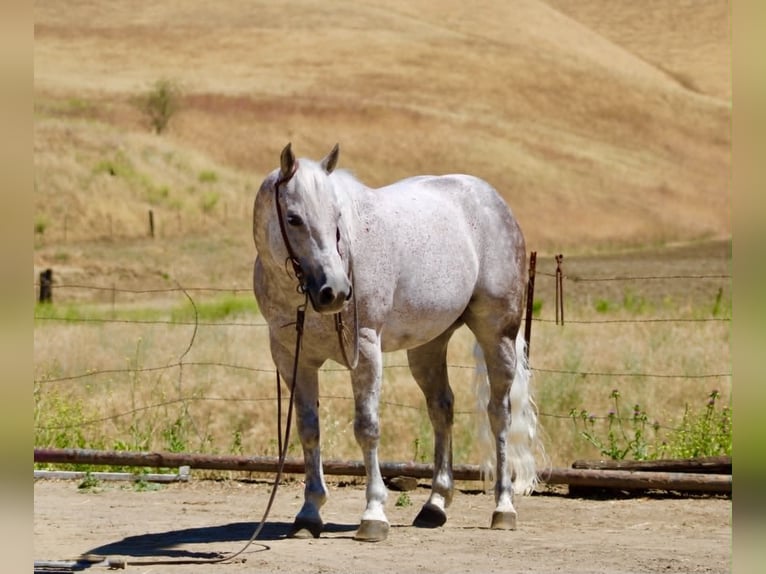 Quarter horse américain Hongre 9 Ans 150 cm Gris in Tres Pinos