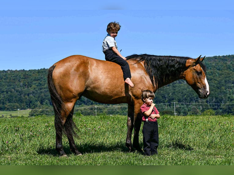 Quarter horse américain Hongre 9 Ans 150 cm Isabelle in Rebersburg, PA