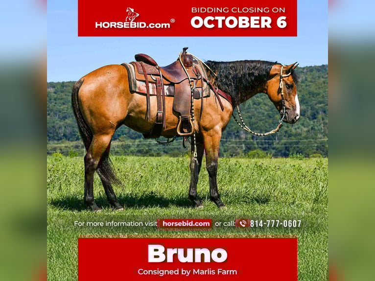 Quarter horse américain Hongre 9 Ans 150 cm Isabelle in Rebersburg, PA