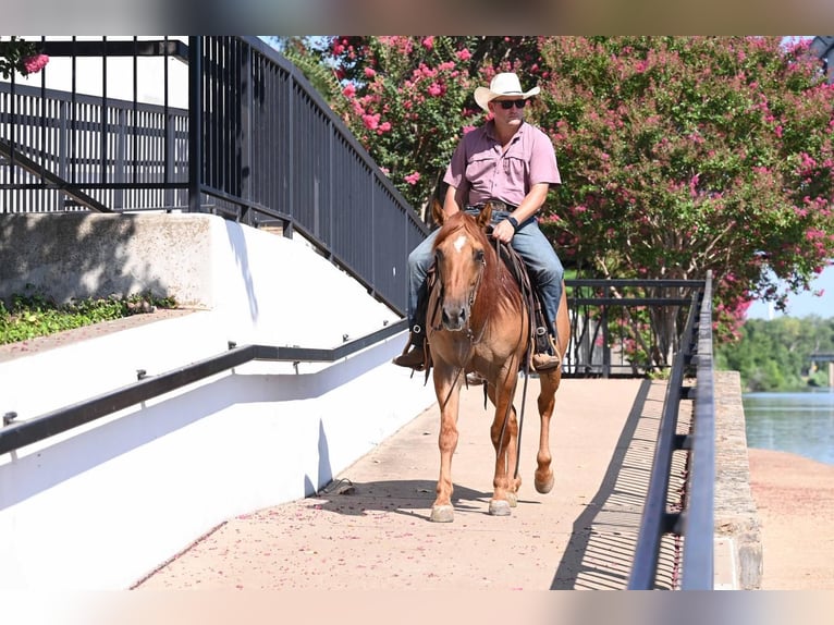Quarter horse américain Hongre 9 Ans 150 cm Isabelle in Waco, TX