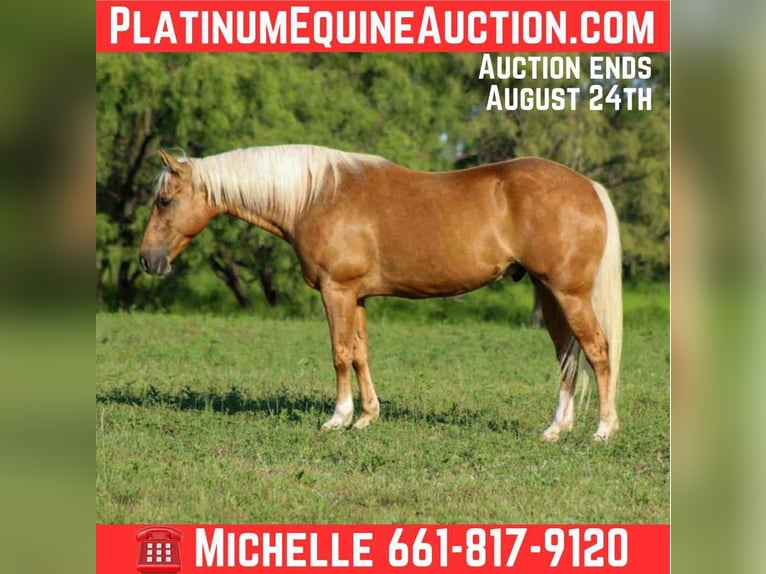 Quarter horse américain Hongre 9 Ans 150 cm Palomino in Stephenville TX