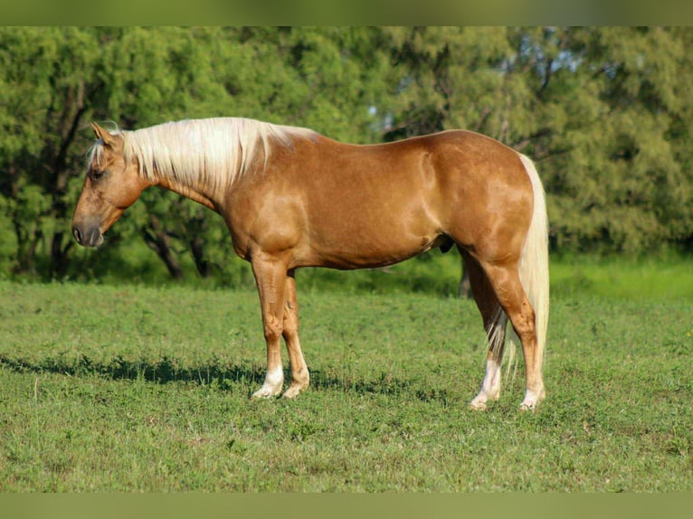Quarter horse américain Hongre 9 Ans 150 cm Palomino in Stephenville TX