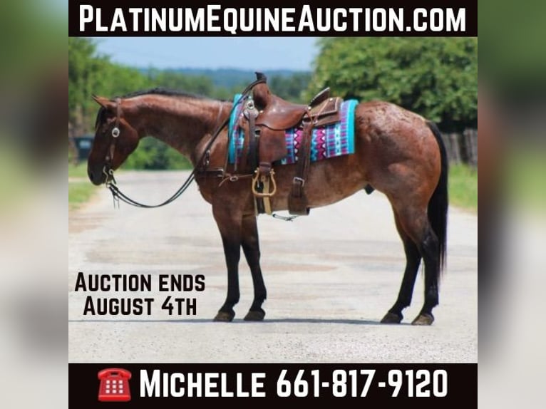 Quarter horse américain Hongre 9 Ans 150 cm Roan-Bay in Stephenville tX