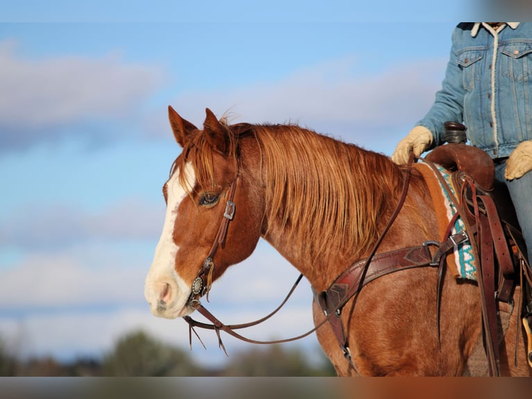 Quarter horse américain Hongre 9 Ans 150 cm Rouan Rouge in Clarion