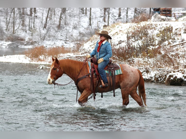 Quarter horse américain Hongre 9 Ans 150 cm Rouan Rouge in Clarion