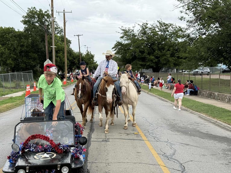 Quarter horse américain Hongre 9 Ans 150 cm Rouan Rouge in Stephenville Tx