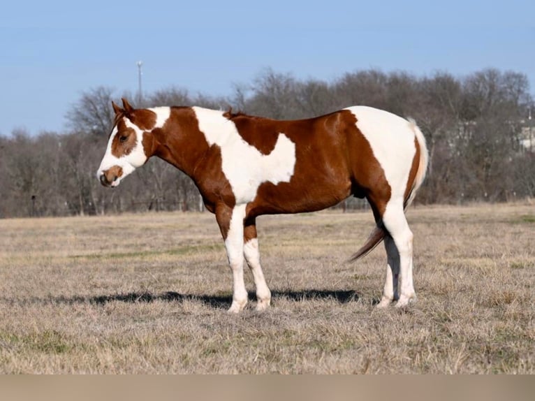 Quarter horse américain Hongre 9 Ans 150 cm Tobiano-toutes couleurs in Waco TX