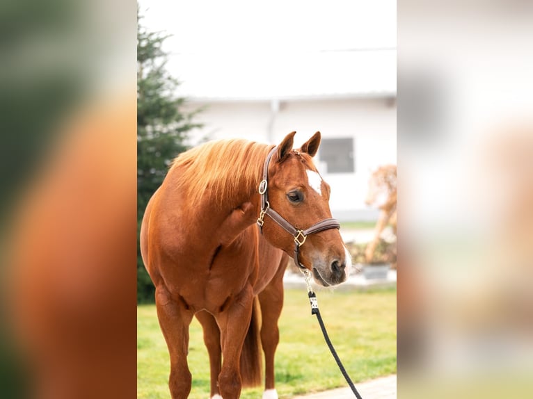 Quarter horse américain Hongre 9 Ans 151 cm Alezan cuivré in Tuntenhausen