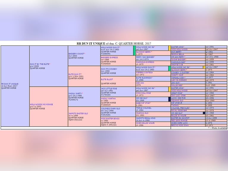 Quarter horse américain Hongre 9 Ans 151 cm Alezan dun in Kerken