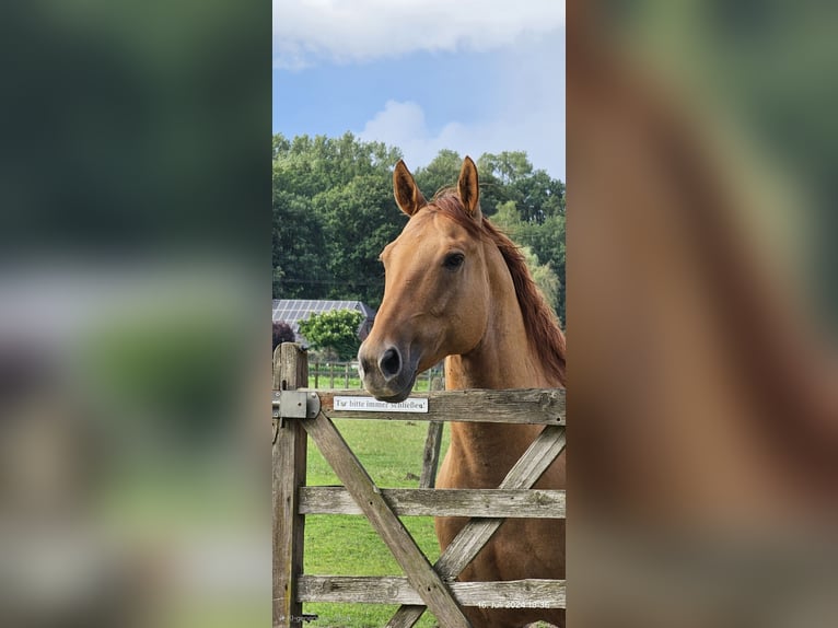 Quarter horse américain Hongre 9 Ans 151 cm Alezan dun in Kerken