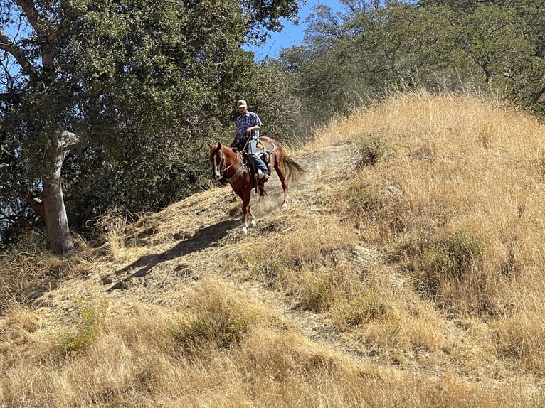 Quarter horse américain Hongre 9 Ans 152 cm Alezan brûlé in Paicines CA