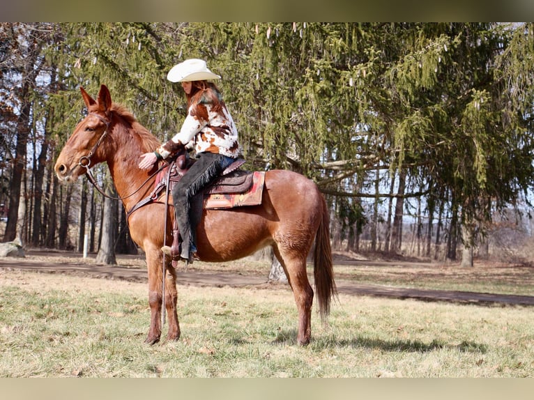 Quarter horse américain Hongre 9 Ans 152 cm Alezan brûlé in Howell MI