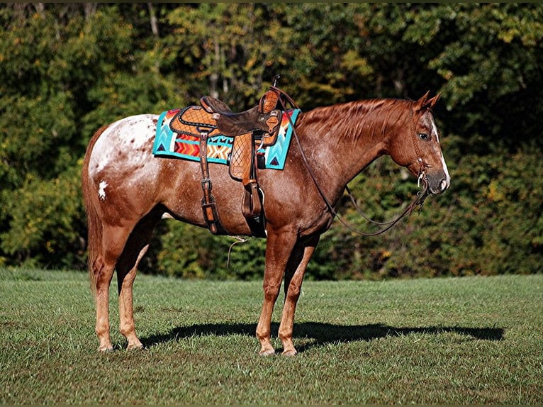 Quarter horse américain Hongre 9 Ans 152 cm Alezan brûlé in Mount Vernon