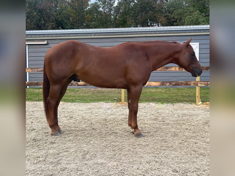 Quarter horse américain Hongre 9 Ans 152 cm Alezan brûlé in Sandston VA