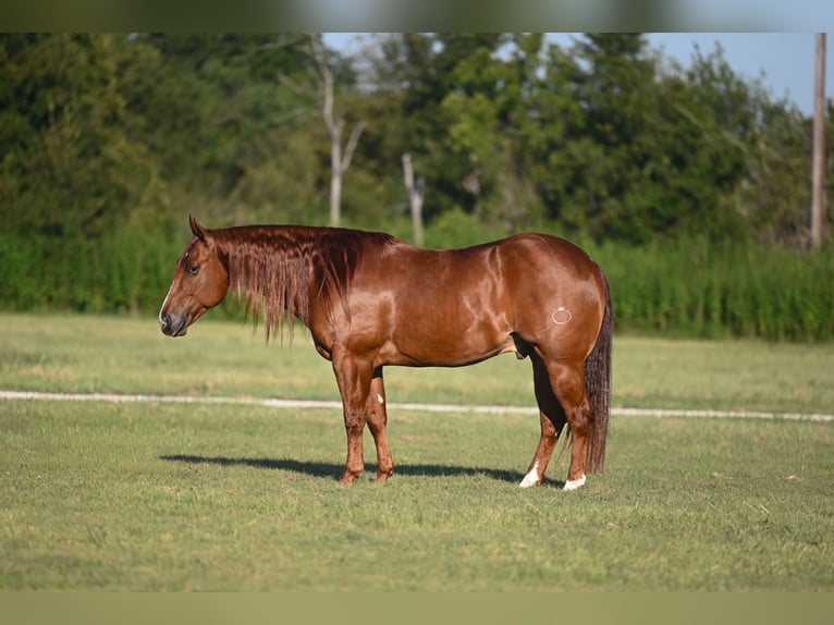 Quarter horse américain Hongre 9 Ans 152 cm Alezan cuivré in Waco