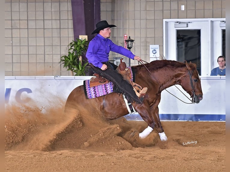 Quarter horse américain Hongre 9 Ans 152 cm Alezan cuivré in Buffalo
