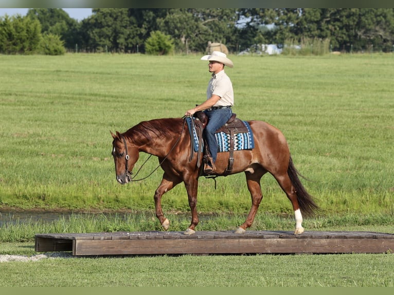 Quarter horse américain Hongre 9 Ans 152 cm Alezan cuivré in Buffalo