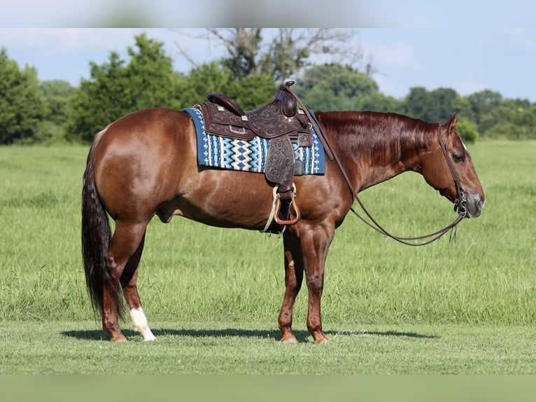 Quarter horse américain Hongre 9 Ans 152 cm Alezan cuivré in Buffalo