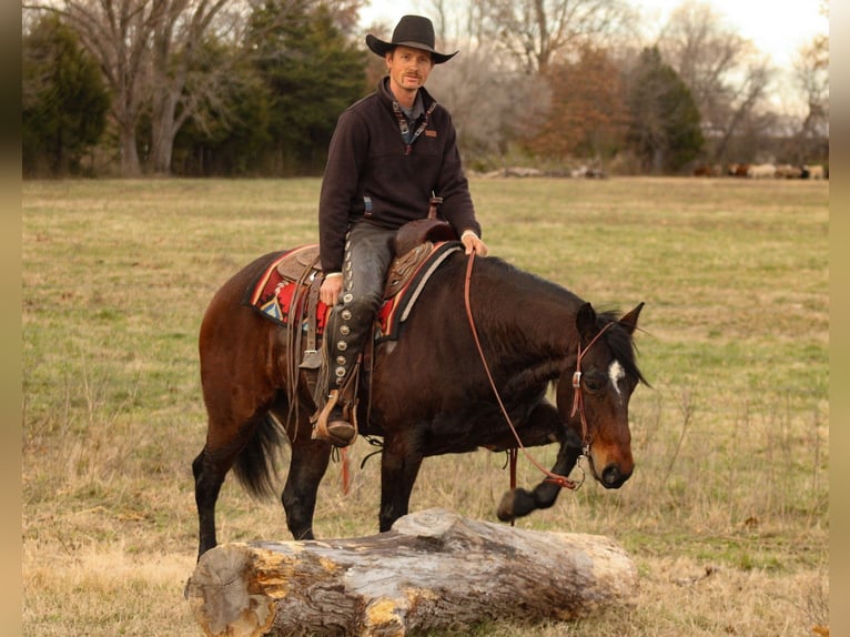 Quarter horse américain Hongre 9 Ans 152 cm Bai cerise in Baxter Springs