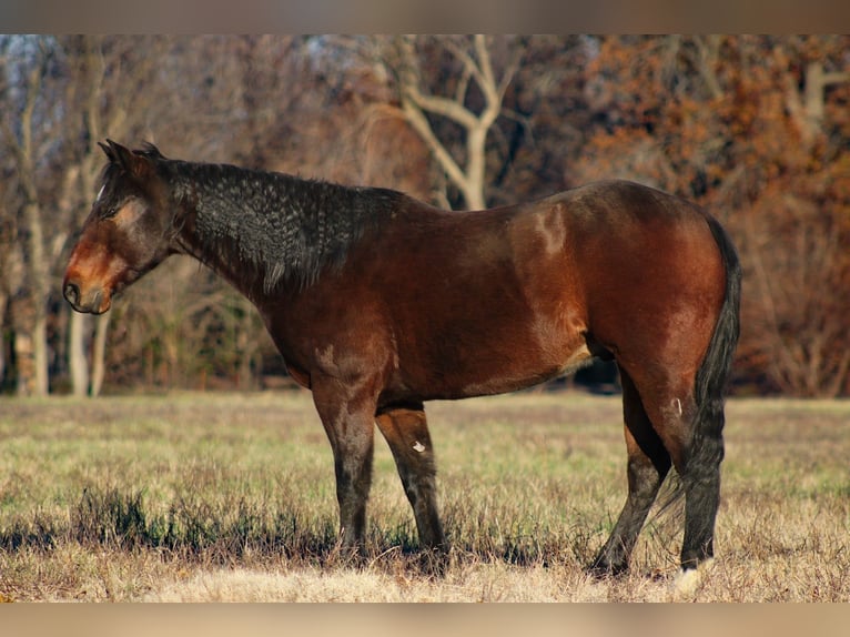 Quarter horse américain Hongre 9 Ans 152 cm Bai cerise in Baxter Springs