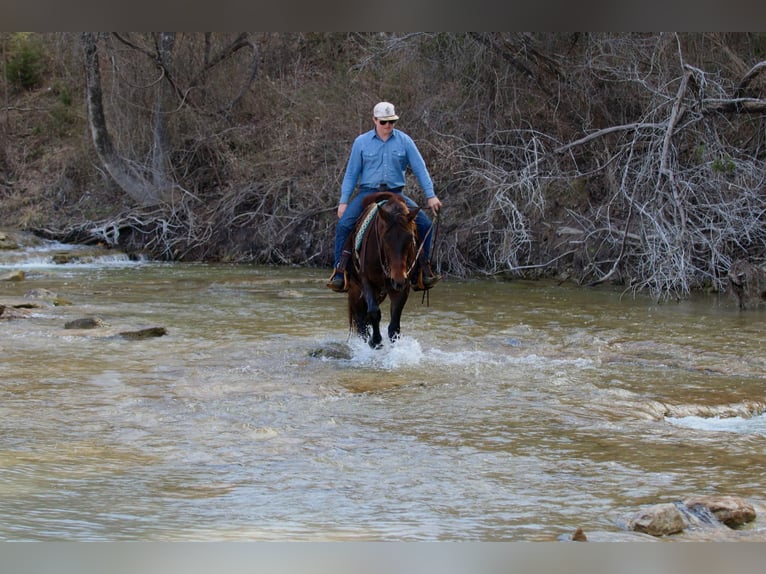 Quarter horse américain Hongre 9 Ans 152 cm Bai cerise in Lipan TX