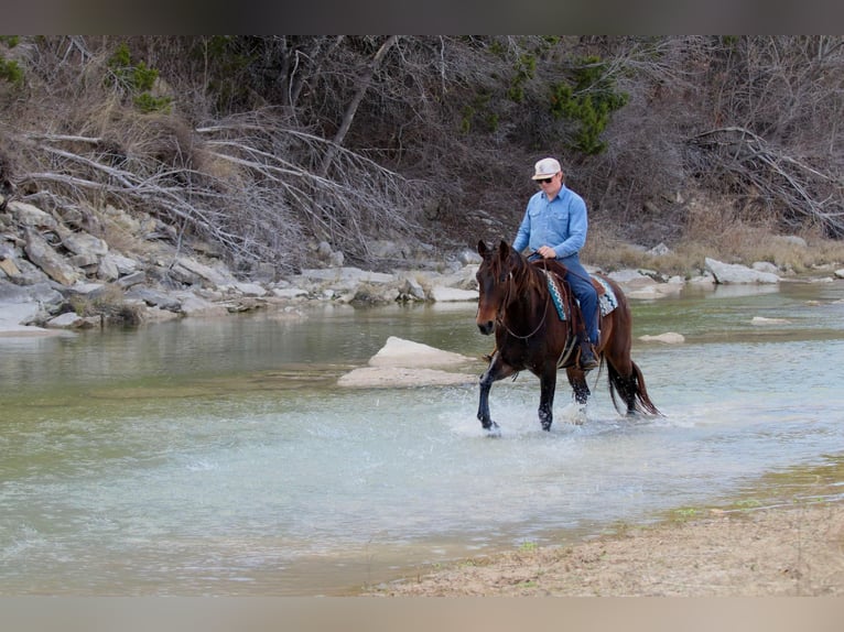 Quarter horse américain Hongre 9 Ans 152 cm Bai cerise in Lipan TX