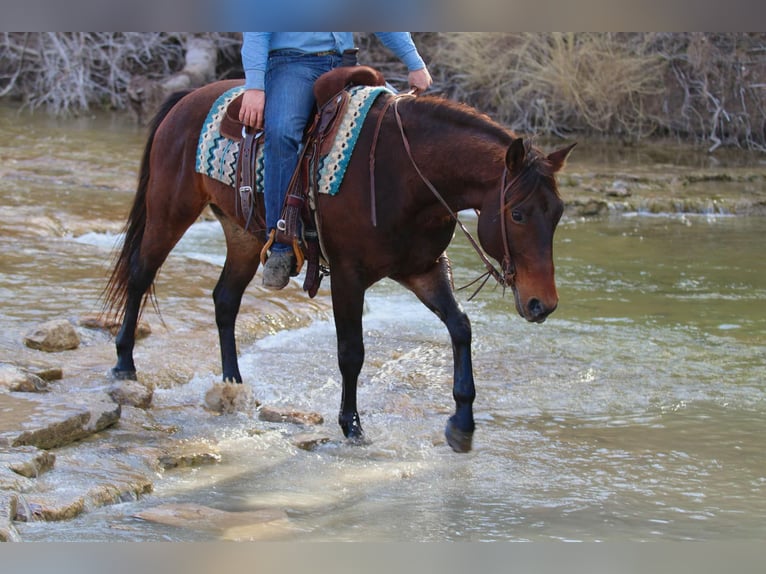 Quarter horse américain Hongre 9 Ans 152 cm Bai cerise in Lipan TX