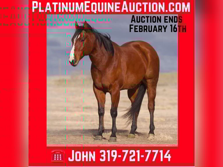 Quarter horse américain Hongre 9 Ans 152 cm Bai cerise in Lisbon IA