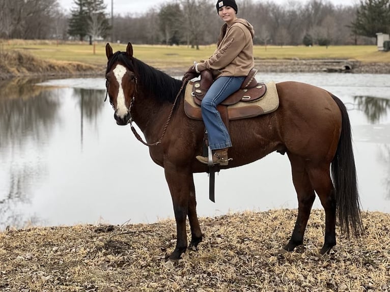 Quarter horse américain Hongre 9 Ans 152 cm Bai cerise in Lisbon IA
