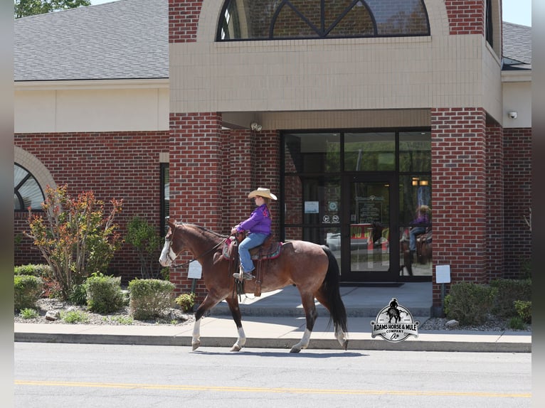 Quarter horse américain Hongre 9 Ans 152 cm Bai cerise in Mount Vernon