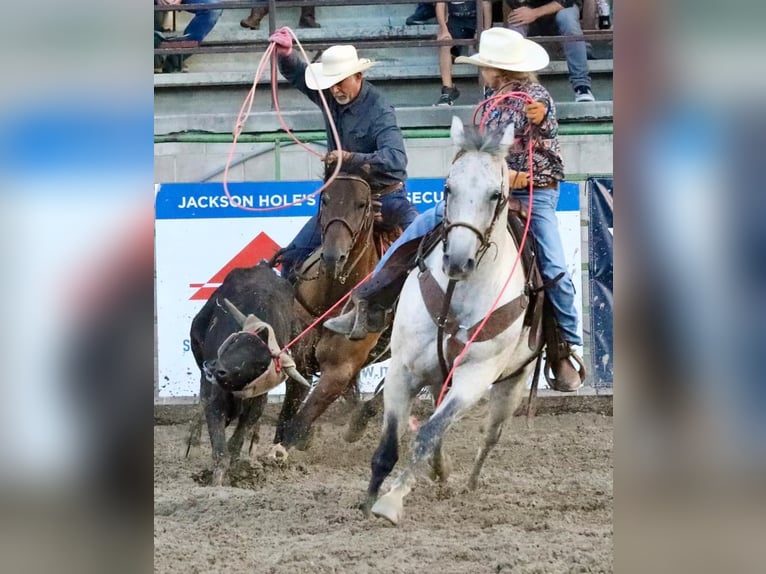 Quarter horse américain Hongre 9 Ans 152 cm Bai in Kimberly