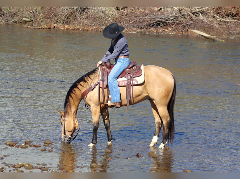 Quarter horse américain Hongre 9 Ans 152 cm Buckskin in Clarion, PA