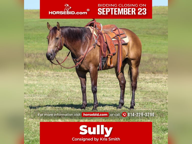 Quarter horse américain Hongre 9 Ans 152 cm Buckskin in Clarion, PA