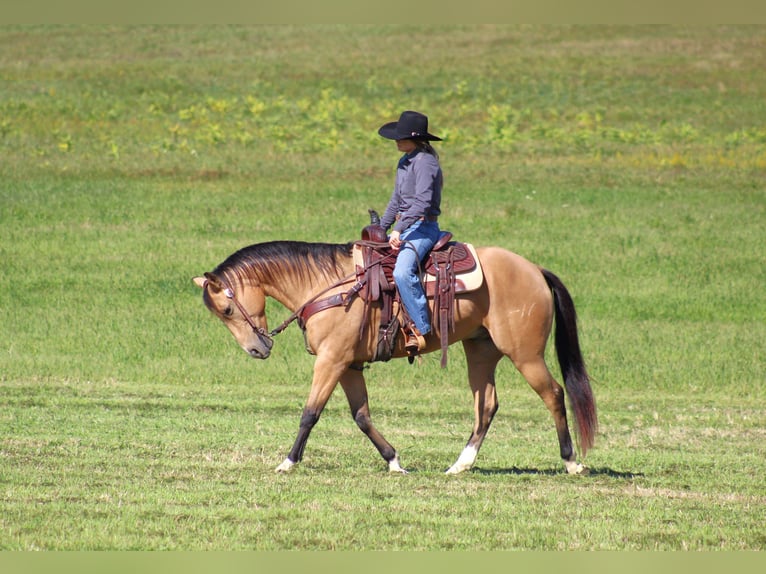 Quarter horse américain Hongre 9 Ans 152 cm Buckskin in Clarion, PA