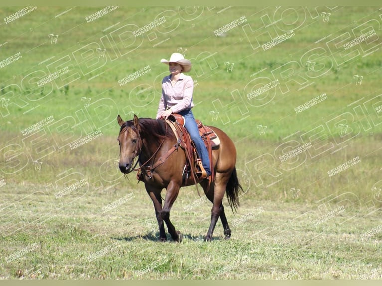 Quarter horse américain Hongre 9 Ans 152 cm Buckskin in Clarion, PA