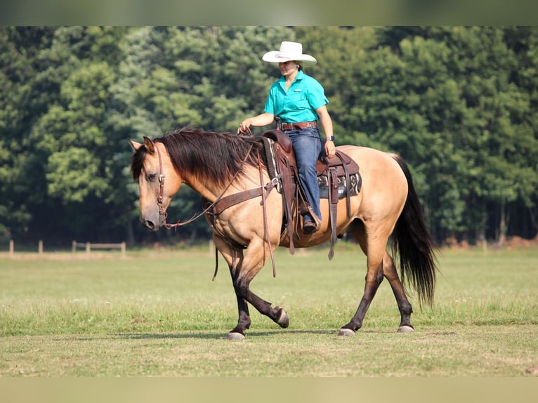 Quarter horse américain Hongre 9 Ans 152 cm Buckskin in Clarion