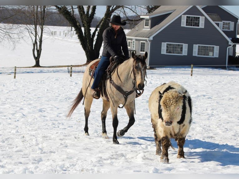 Quarter horse américain Hongre 9 Ans 152 cm Buckskin in Clarion