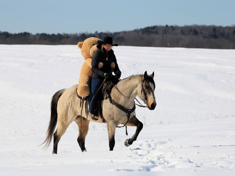 Quarter horse américain Hongre 9 Ans 152 cm Buckskin in Clarion