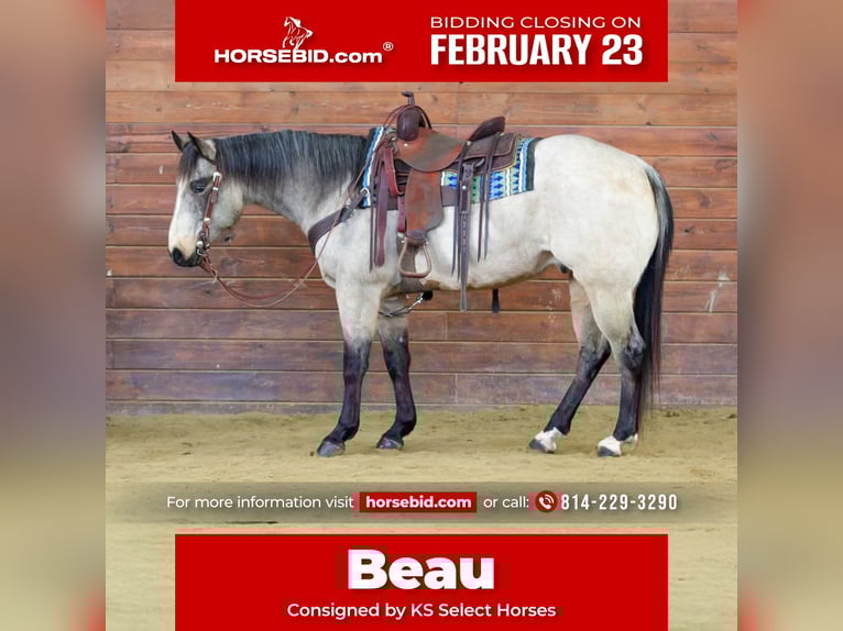 Quarter horse américain Hongre 9 Ans 152 cm Buckskin in Clarion