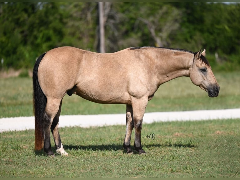 Quarter horse américain Hongre 9 Ans 152 cm Buckskin in Waco