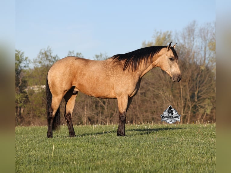 Quarter horse américain Hongre 9 Ans 152 cm Buckskin in Mount Vernon