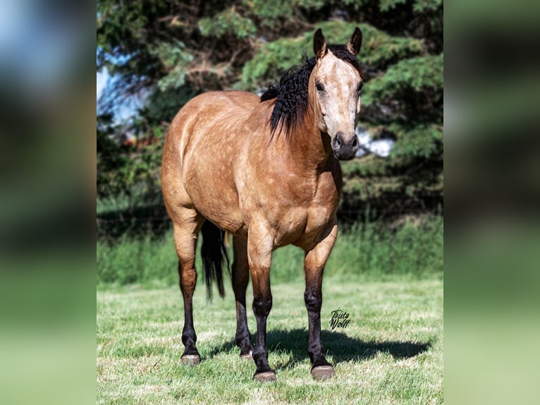 Quarter horse américain Hongre 9 Ans 152 cm Buckskin in Libson IA